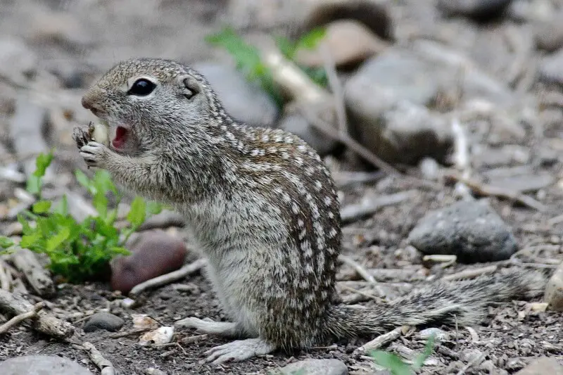 Image title: Mexican ground squirrel (Ictidomys mexicanus)
Image from Public domain images website, http://www.public-domain-image.com/full-image/fauna-animals-public-domain-images-pictures/squirrel-public-domain-images-pictures/mexican-ground-squirrel-ic