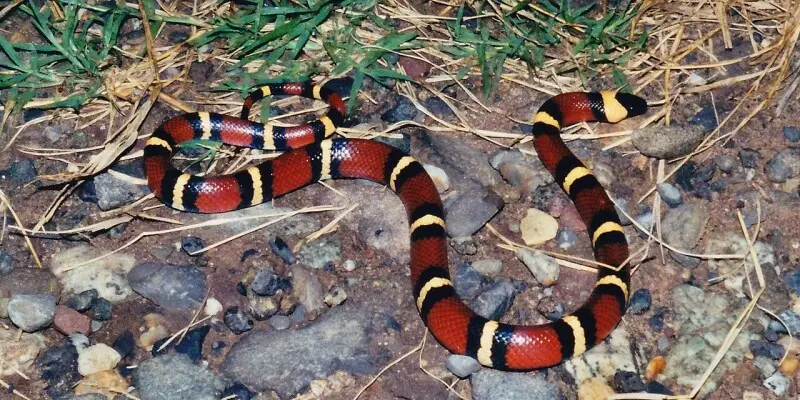 Mexican milksnake (Lampropeltis annulata),  photographed on roadside.  Municipality of Victoria, Tamaulipas. Photographed on 30 October 2003 by William L. Farr. This image was originally photographed with film and later scanned from a print.
