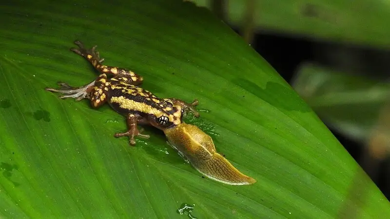 Ochlandrae reed frog eating a slug (probably Mariaella dussumieri) in the rainforest of the Anamalai Hills, Western Ghats, India