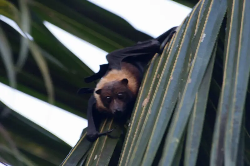 Pteropus tonganus, Lomaiviti archipelago.