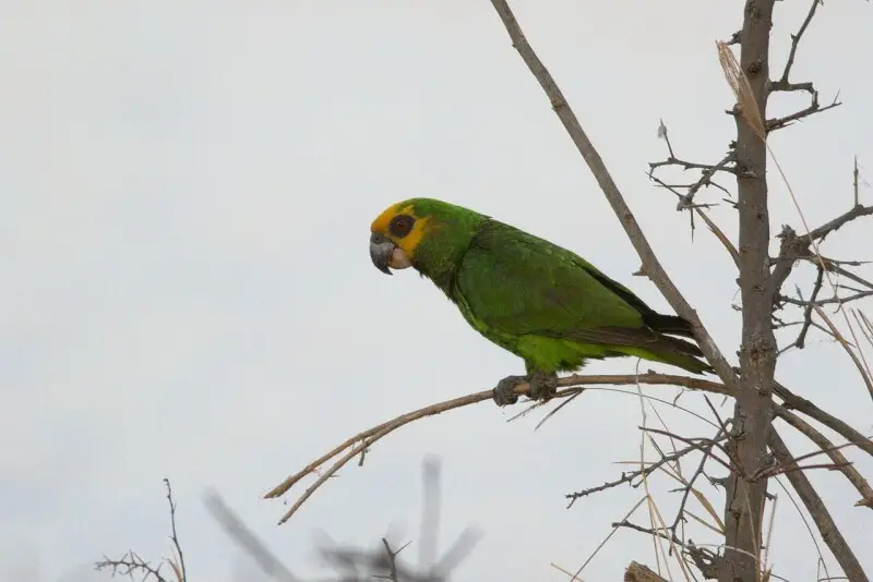 An adult Yellow-headed Parrot near Bishangari Lodge, Ethiopia.
