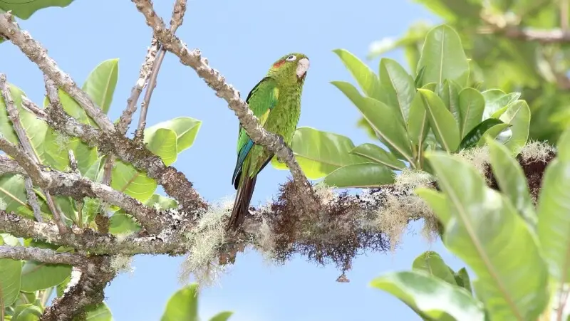 A Sulphur-winged Parakeet at Savegre, Costa Rica.