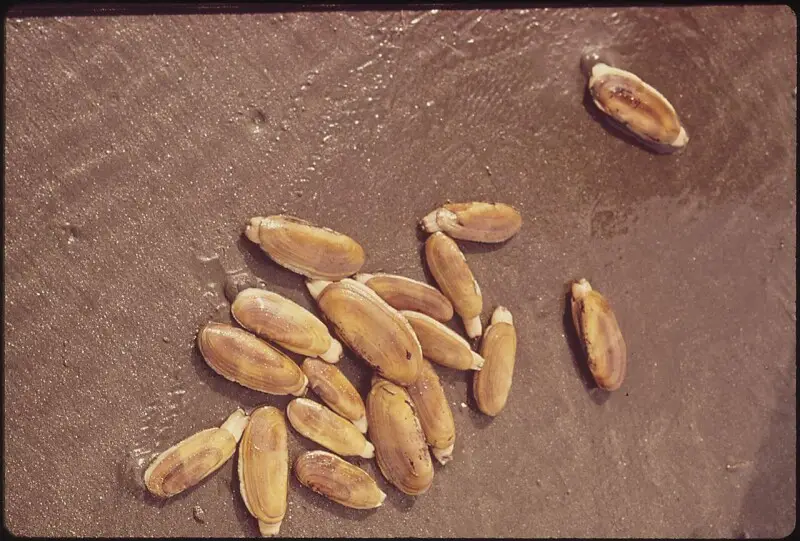 General notes:  A group of individuals of the edible Pacific razor clam, Siliqua patula, which have been dug up to be harvested as food, photographed in Quinault Beach, Washington State, USA