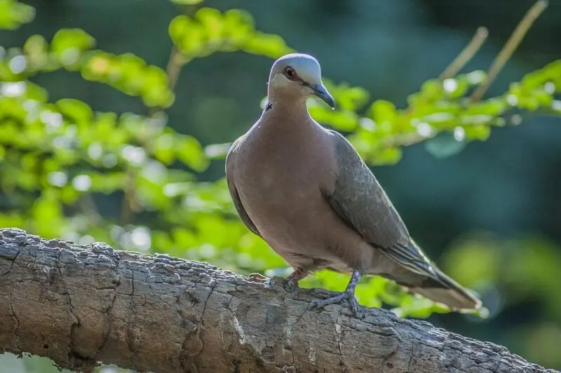 Red-eyed Dove ...Gambia