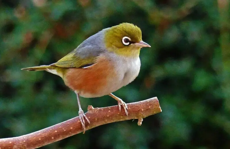 Silvereye - Facts, Diet, Habitat & Pictures on Animalia.bio