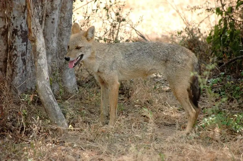 also known as the southern Indian jackal is a subspecies of golden jackal native to southern India and Sri lanka