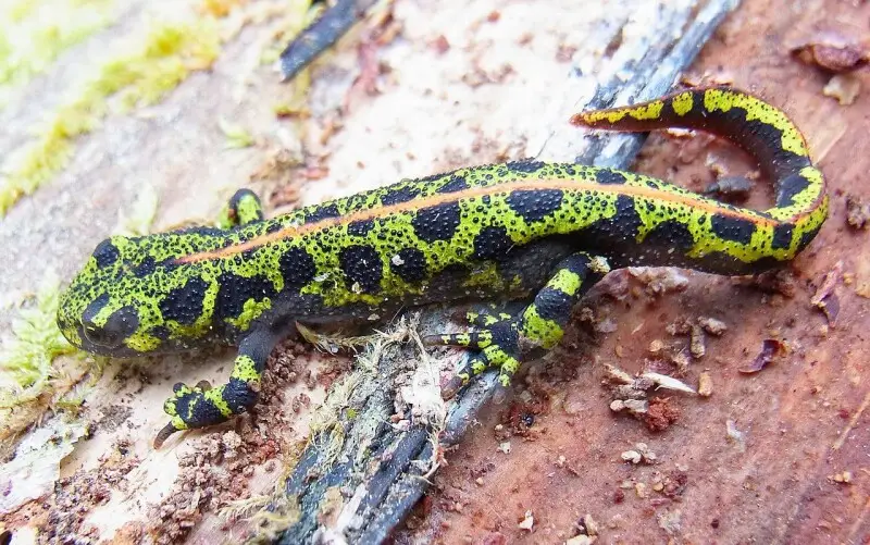 Marbled newt - Facts, Diet, Habitat & Pictures on Animalia.bio