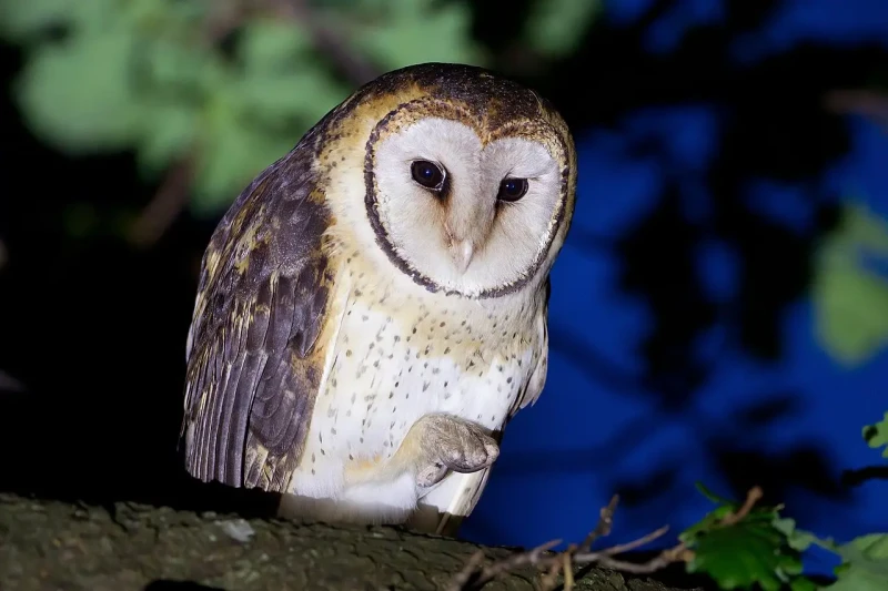 Tasmanian masked owl