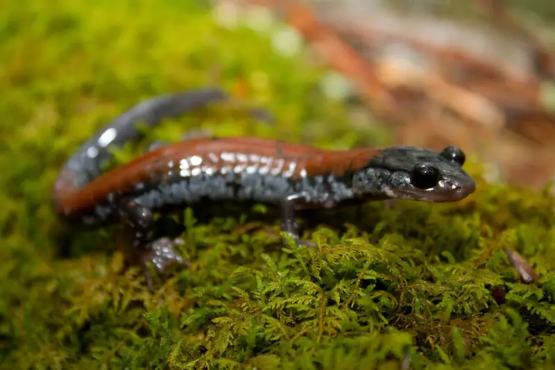 Yonahlossee salamander