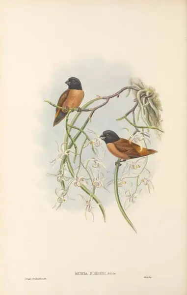 Munia forbesi=Lonchura forbesi in The birds of New Guinea and the adjacent Papuan islands, including many new species recently discovered in Australia. v.4. (Plate&#160;23)