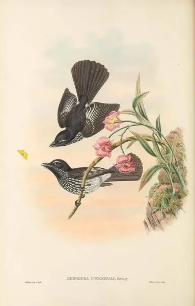 Rhipidura cockerelli - The birds of New Guinea and the adjacent Papuan islands&#160;: including many new species recently discovered in Australia. v.2 (Plate 28).