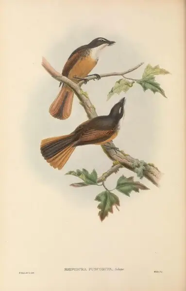 Rhipidura fuscorufa - The birds of New Guinea and the adjacent Papuan islands&#160;: including many new species recently discovered in Australia. v.2 (Plate 31).