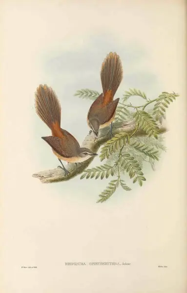 Rhipidura opistherythra - The birds of New Guinea and the adjacent Papuan islands&#160;: including many new species recently discovered in Australia. v.2 (Plate 29).