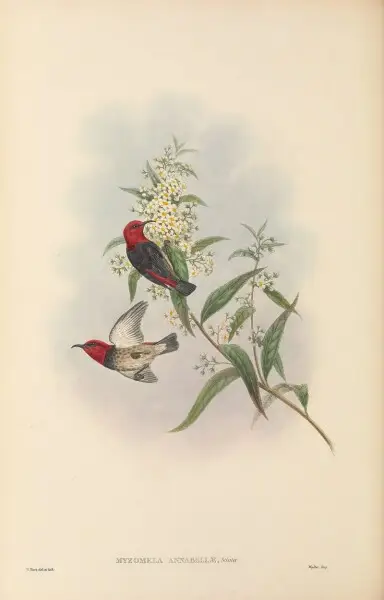 Myzomela annabellae in The birds of New Guinea and the adjacent Papuan islands, including many new species recently discovered in Australia. v.3. (Plate&#160;67)