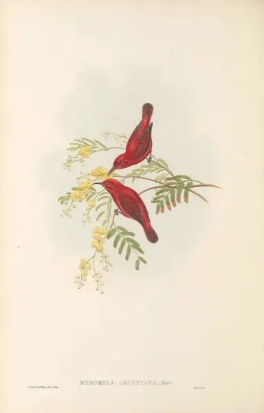Myzomela cruentata in The birds of New Guinea and the adjacent Papuan islands, including many new species recently discovered in Australia. v.3 (Plate&#160;71).