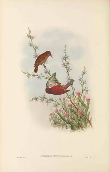 Myzomela erythrina in The birds of New Guinea and the adjacent Papuan islands, including many new species recently discovered in Australia. v.3 (Plate&#160;65).
