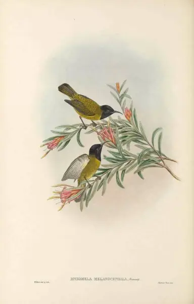 Myzomela melanocephala in The birds of New Guinea and the adjacent Papuan islands, including many new species recently discovered in Australia. v.3. (Plate&#160;66)