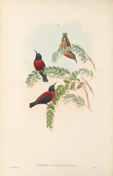 Myzomela rosenbergii in The birds of New Guinea and the adjacent Papuan islands, including many new species recently discovered in Australia. v.3. (Plate&#160;70)