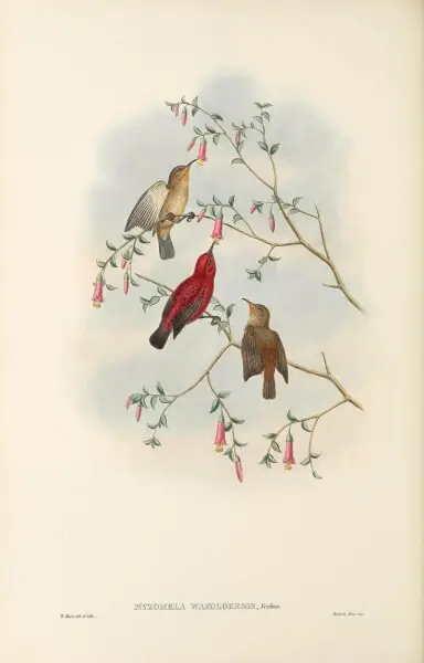 Myzomela wakoloensis in The birds of New Guinea and the adjacent Papuan islands, including many new species recently discovered in Australia. v.3 (Plate&#160;64).