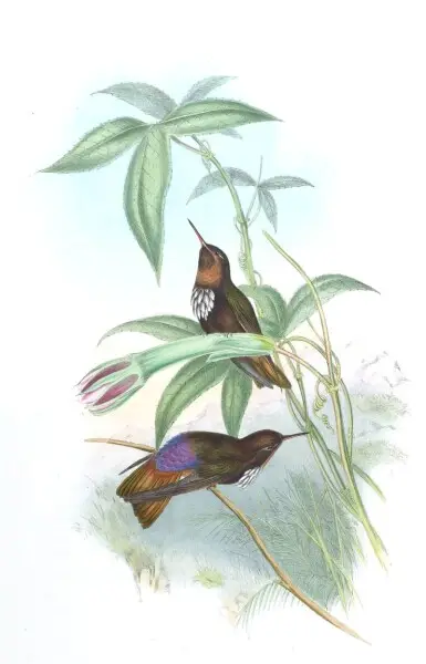 Aglaeactis castelnaui = Aglaeactis castelnaudii (as mentioned in the book itself)