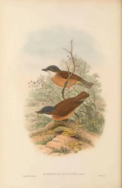 Pachycephala hyperythra in The birds of New Guinea and the adjacent Papuan islands, including many new species recently discovered in Australia. v.3 (Plate&#160;21).