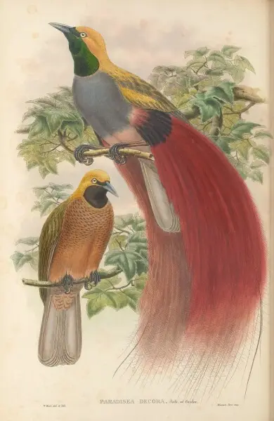 Paradisaea decora - The birds of New Guinea and the adjacent Papuan islands&#160;: including many new species recently discovered in Australia. v.1 (Plate XXVII).
