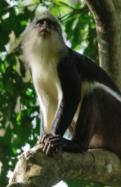 Dent's Mona Monkey from Nyungwe National Park, Rwanda