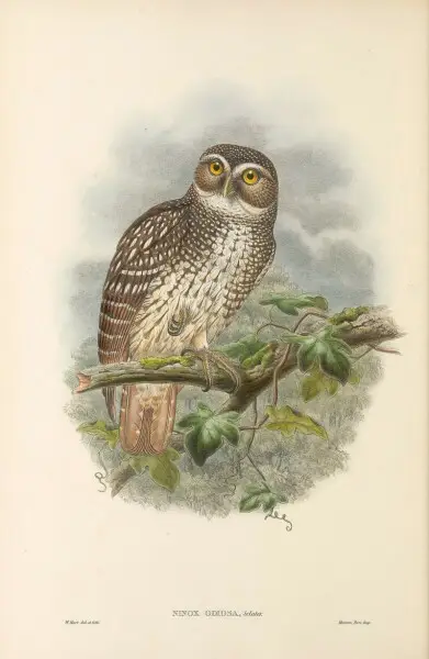 Ninox odiosa - The birds of New Guinea and the adjacent Papuan islands&#160;: including many new species recently discovered in Australia. v.1 (Plate V).