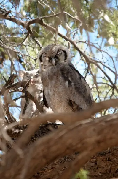 Southern white-faced owl - Facts, Diet, Habitat & Pictures on Animalia.bio