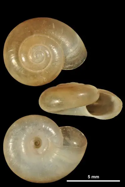 PRESERVED_SPECIMEN; Aegopinella minor (Stabile, 1864); Type status: 	N/A; Identified by:	Ripken Th. E. J. &amp; Falkner G.; Individual count:	1; Event date: 	N/A