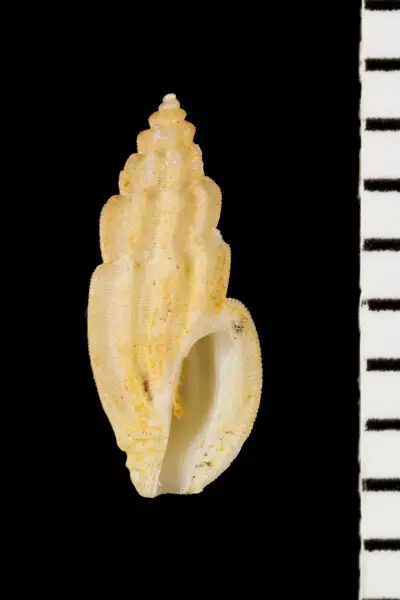 PRESERVED_SPECIMEN; Agathotoma candidissima (C.B. Adams, 1845); Type status: 	N/A; Identified by:	Fallon P.; Individual count:	1; Event date: 	2012-05-20T09:00:00Z