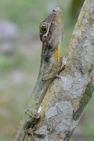 Puerto Rican giant anole (brown form) in Puerto Rico