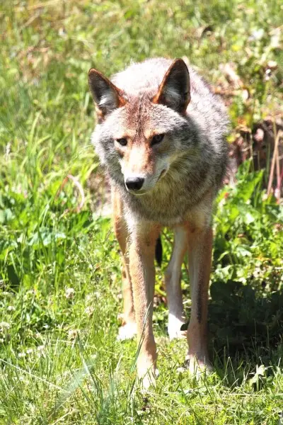 Coyote, Parc Omega, Quebec, Canada