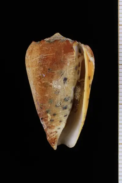PRESERVED_SPECIMEN; Conus pulicarius Hwass, 1792; Type status: 	N/A; Identified by:	Monnier E. &amp; Tenorio M.; Individual count:	1; Event date: 	2014-06-02T00:00:00Z