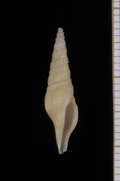 PRESERVED_SPECIMEN; Hindsiclava macilenta (Dall, 1889); Type status: 	N/A; Identified by:	Fallon P.; Individual count:	1; Event date: 	2015-06-18T06:13:00Z