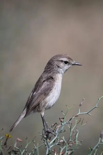 a feeding Canary Islands Stonechat (Female) (Saxicola dacotiae)