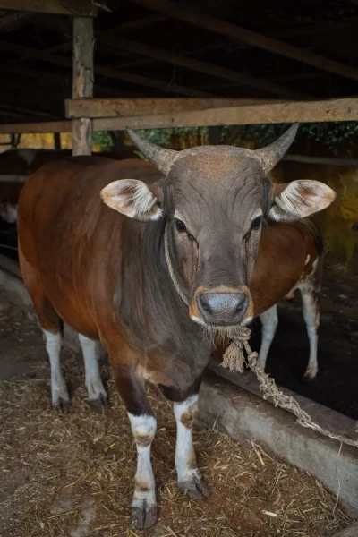 Bali cattle