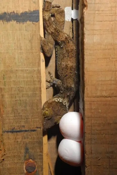 A Gekko verreauxi guards a clutch of eggs