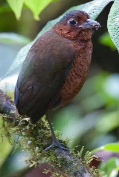 Giant Antpitta Grallaria gigantea at Reserva Paz de las Aves in Ecuador. This bird is known as Maria. At Paz de las Aves you can see a number of different species of hard to see antpittas.