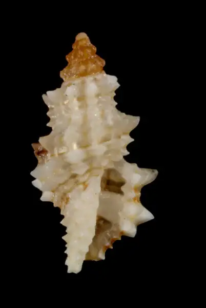 PRESERVED_SPECIMEN; Microdaphne morrisoni Rehder, 1980; Type status: 	N/A; Identified by:	N/A; Individual count:	1; Event date: 	2012-11-11T00:00:00Z