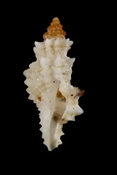 PRESERVED_SPECIMEN; Microdaphne morrisoni Rehder, 1980; Type status: 	N/A; Identified by:	N/A; Individual count:	1; Event date: 	2012-11-12T00:00:00Z