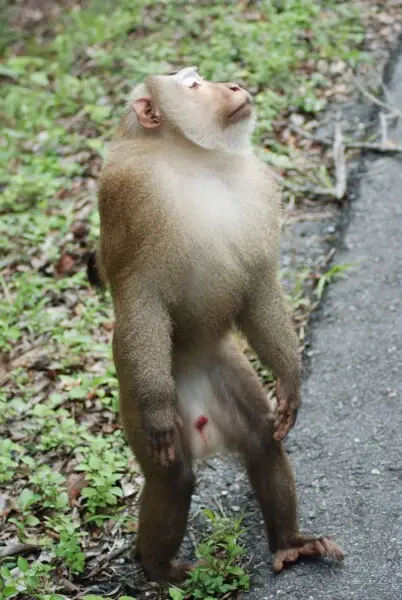 A northern pig-tailed macaque (Macaca leonina) in Khao Yai National Park, Thailand