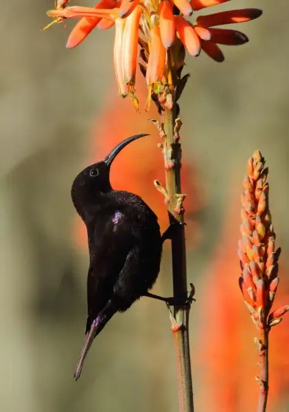 Male amethyst sunbird (Chalcomitra amethystina) at Fort Nottingham, KwaZulu-Natal.