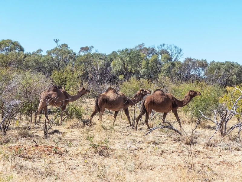 Australian Feral Camel