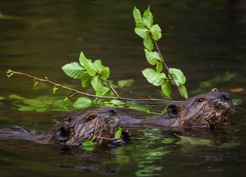 American Beaver photo