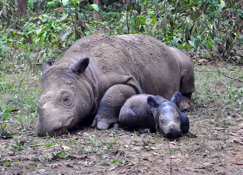 Sumatran Rhinoceros