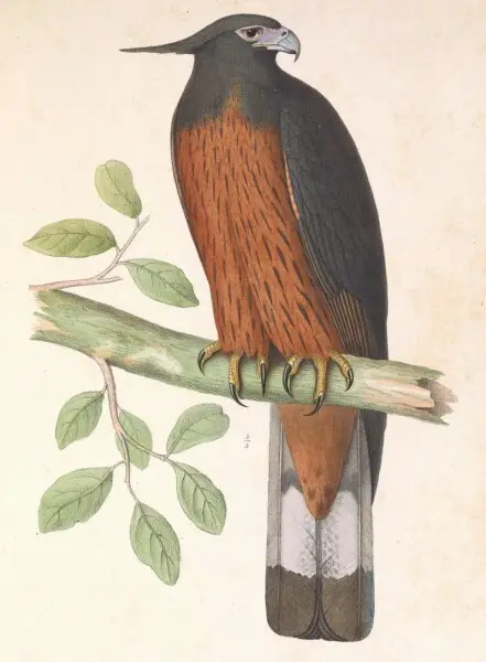 Aquila isidori = Spizaetus isidori (Black-and-chestnut Eagle)
