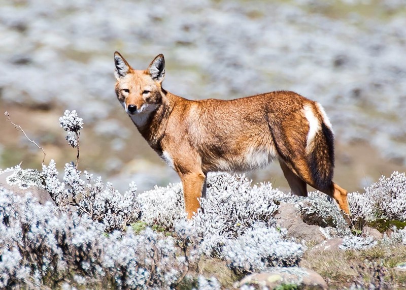 Ethiopian Wolf photo