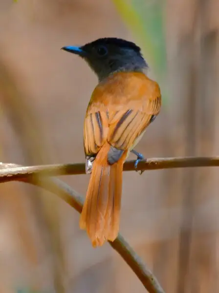 "Blyth's paradise flycatcher" Terpsiphoneaffinis Edward Blyth, 1846
Blyth's paradise flycatcher (Terpsiphone affinis) also called the oriental paradise flycatcher, is a species of bird in the family Monarchidae. It is native from southern China to Sumatra