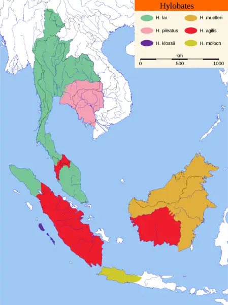 Range map of the gibbon genus Hylobates and its species

&#160; Lar Gibbon (Hylobates lar),
&#160; Agile Gibbon (Hylobates agilis),
&#160; M?ller's Bornean Gibbon (Hylobates muelleri),
&#160; Silvery Gibbon (Hylobates moloch),
&#160; Pileated Gibbon (Hylo